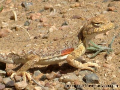 Gobi Desert lizard