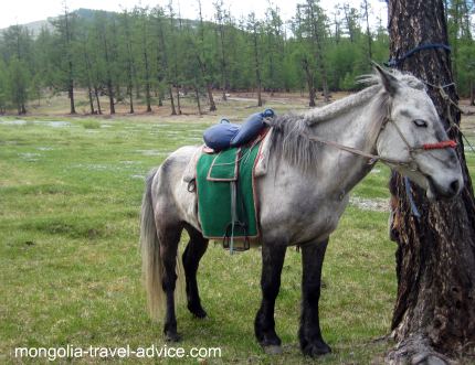 Mongolia horse trek old horse