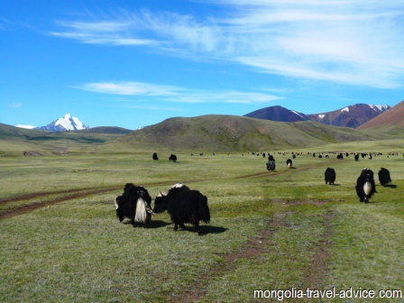 yaks in mongolia tavan bogd national park