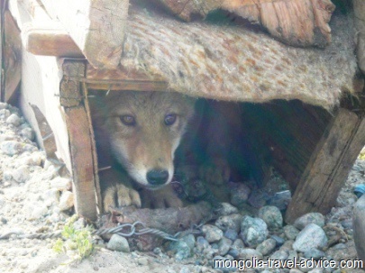 mongolia photos wolf pup