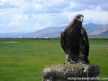 golden eagle west mongolia