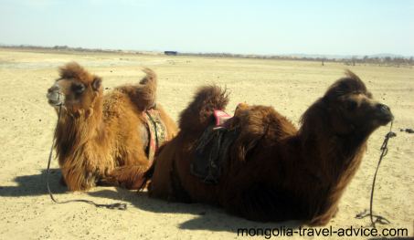 Gobi Desert Camels