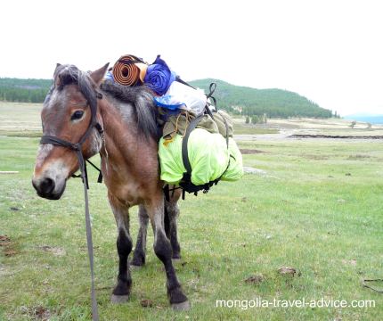 Mongolia horse trek pack horse